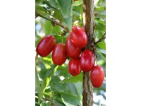 Drieň obyčajný (cornus mas) Jolico