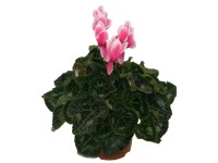 Cyklámen izbový s dvojfarebným kvetom pr. kvetináča 12 cm