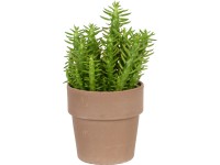 Mix kaktusov v kvetináči Terracotta s priemerom cca 11,5 cm