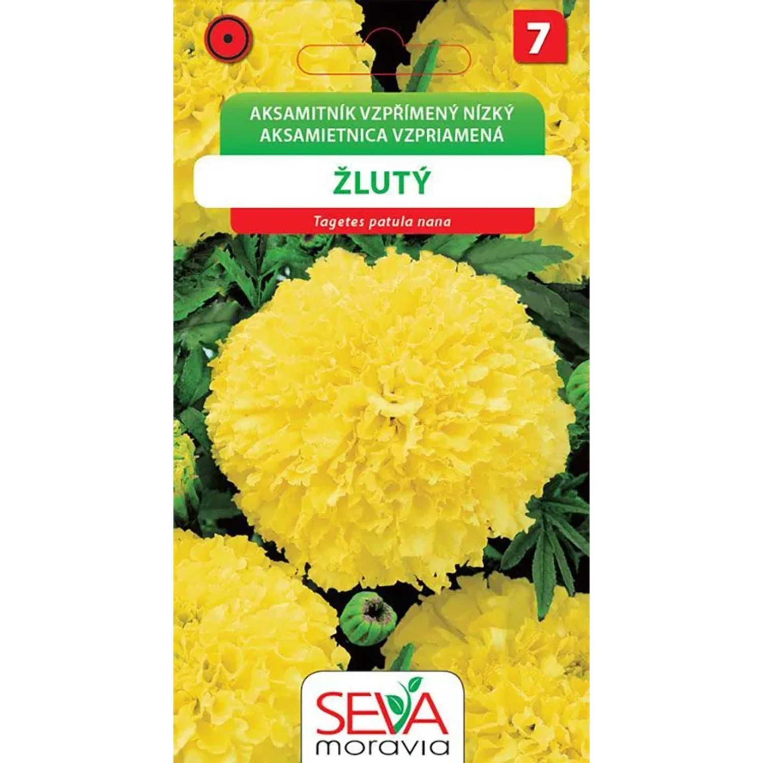 E-shop SEVA Moravia Aksamitník vzpriamený nízky - žltý (Tagetes potula nano)