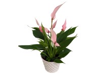 Túlitka Andréova (Anthurium andreanum) 