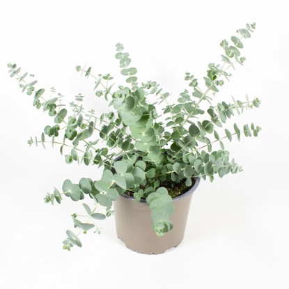 Gartenbau Blahovičník Gunnov (Eucalyptus gunnii) cca pr. 14 cm