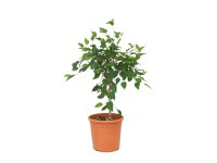 GROW by OBI Moruša zakrpatená 