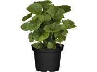 OBI Topoľovka ružová priemer kvetináča cca 13 cm Alcea rosea