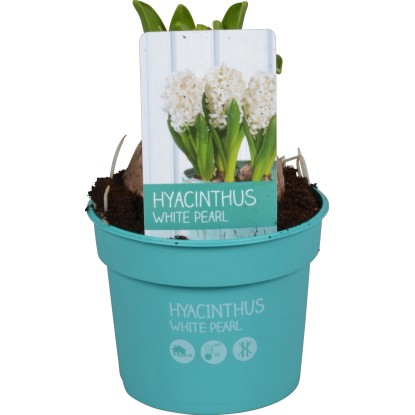 Hyacint (Hyacinthus) "Diamond Collection" Ø kvetináča cca 9 cm biely