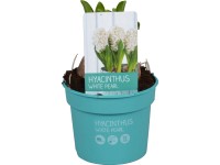 Hyacint (Hyacinthus) 