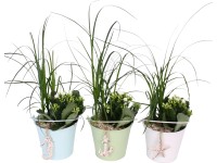 Aranžmán kalanchoy a noliny v zinkovom vedierku priemer kvetináča cca 11 cm