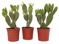 Opuncia výška cca 40 - 50 cm priemer kvetináča 17 cm Opuntia vulgaris