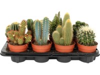 Kaktus priemer kvetináča cca 12 cm