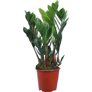 Zamioculcas v hnedom kvetináči, priemer cca 12 cm, izbová rastlina, zelená rastlina.
