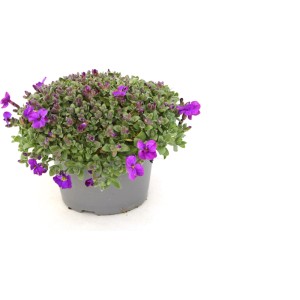 Čerkáč Jumbo v kvetináči, výška cca 22 cm, s fialovými kvetmi. Ideálne do záhrady.