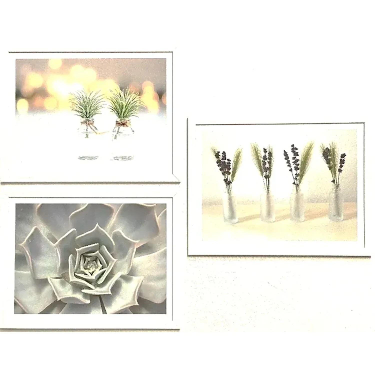E-shop Bondecor Súprava obrazov Succulent 42 x 98 cm