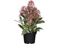 Landgard Skimia japonská (Skimmia japonica) 