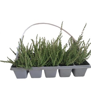 MONTANO Vres obyčajný (Calluna vulgaris), 10 ks