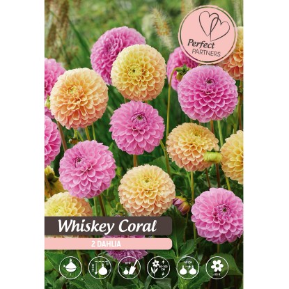 Cibuľka georgína (Dahlia) ''Whiskey Coral'', 1 ks