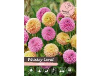 Cibuľka georgína (Dahlia) ''Whiskey Coral'', 1 ks