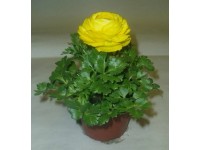 MONTANO Iskerník (Ranunculus) cca pr. 10 cm