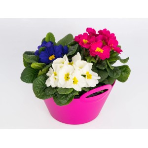 Prvosienka vankúšová trio v kvetináči (Ø 23 cm) s modrými, bielymi a ružovými kvetmi.