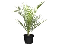 GROW by OBI Datľovník kanárský (Phoenix canariensis) cca výška 25 cm, 2 l
