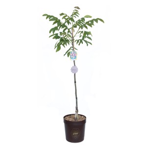 GROW by OBI Orech vlašský (Juglans regia Franquette) v kvetináči, výška cca 200 cm.