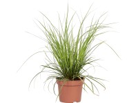 OBI OBI Ostrica (Carex oshimensis) 