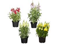 Papuľka väčšia priemer kvetináča cca 13 cm farebný mix