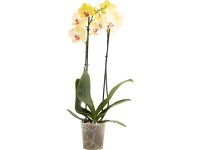 OBI Orchidea motýľokvetá Miraflora, 60-70 cm, pr. kvetináča cca 12 cm