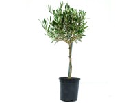 GROW by OBI Olivovník európsky (Olea europaea) mini, cca 40 cm, kv. 1 l