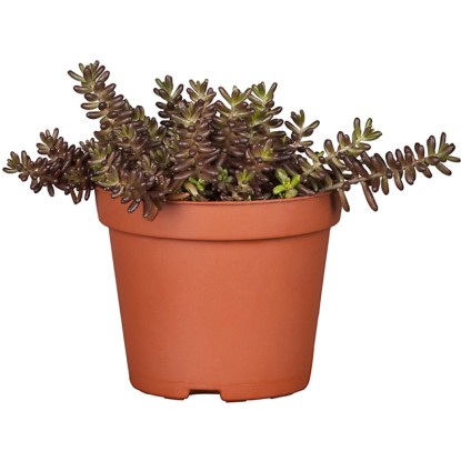 OBI Rozchodník priemer kvetináča cca 19 cm Sedum