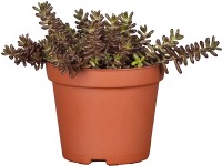 OBI Rozchodník priemer kvetináča cca 19 cm Sedum
