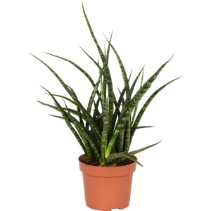 Svokrin jazyk (Sansevieria) v kvetináči, výška cca 40-45 cm, nenáročná sukulentná rastlina od GROW by OBI.