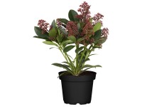 Landgard Skimia japonská (Skimmia japonica) 