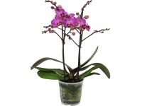 GROW by OBI Orchidea motýľokvetá 