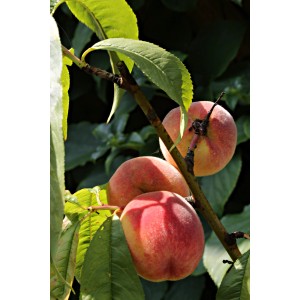 Zrelé Broskvoně na strome so zelenými listami. Šťavnaté, červené plody.
