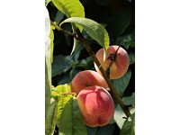 Broskyňa obyčajná (Prunus persica), rôzne odrody, kvetináč 5 l