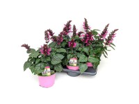 Q-Flower Šalvia Rockin (Fuchsia) výška cca 35 cm