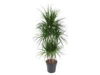 Dračinec vrúbený (Dracaena marginata) 