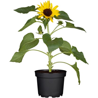 OBI Slnečnica ročná žltá priemer kvetináča cca 12 cm Helianthus