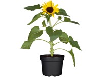 OBI Slnečnica ročná žltá priemer kvetináča cca 12 cm Helianthus