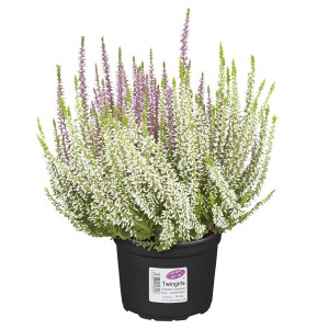 Vres Twin Gardengirls v kvetináči s bielymi a fialovými kvetmi.