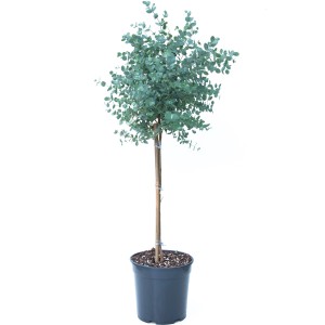 GROW by OBI Eukalyptus Azura v kvetináči, výška cca 50-60 cm. Modrý eukalyptus so striebristo-modrým olistením.