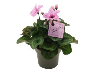 GROW by OBI Cyklámen perzský (Cyclamen persicum) 