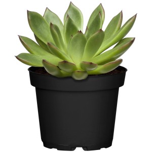 Agáve Echeveria v kvetináči, výška cca 10 cm. Sukulent so zelenými listami a červenými špičkami.