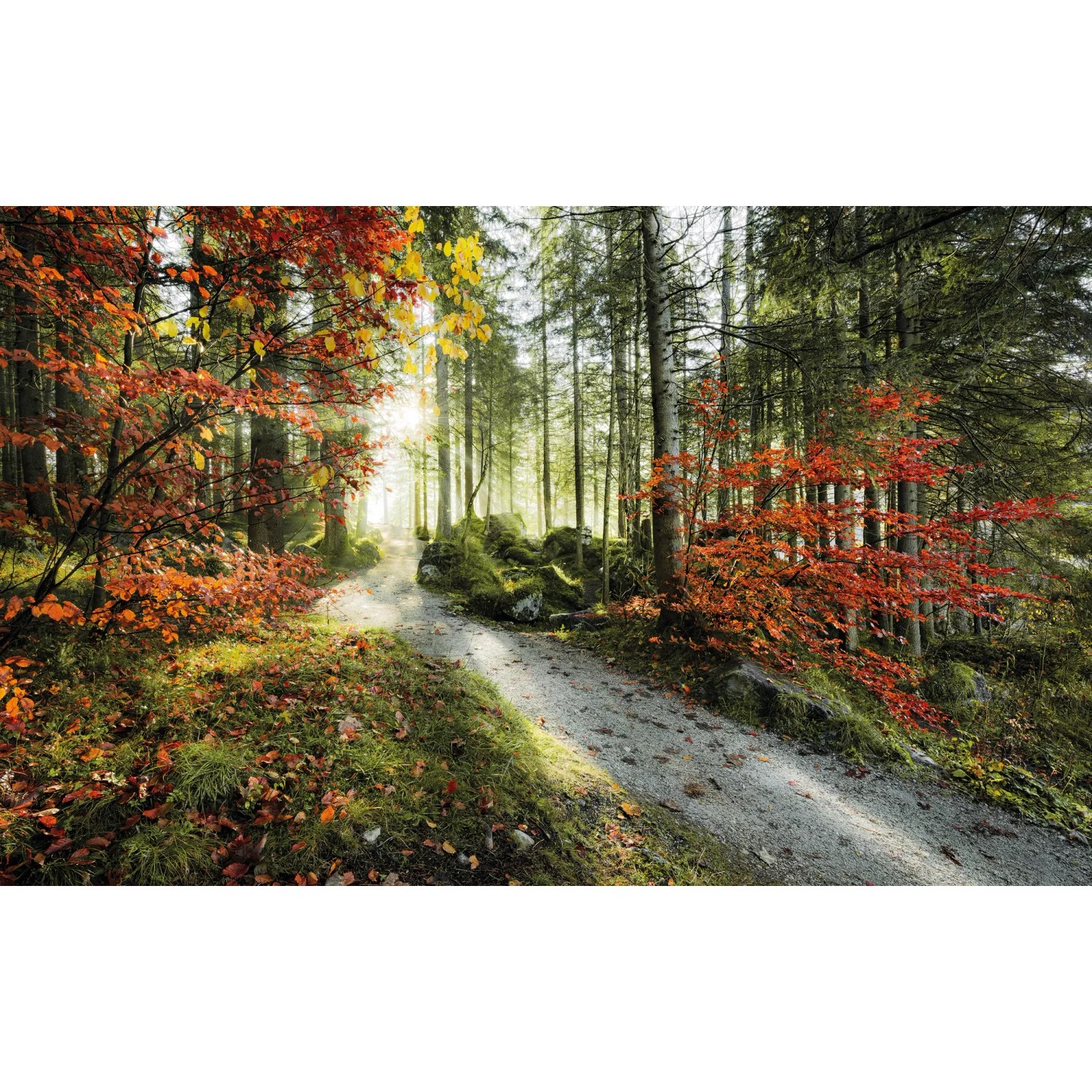 E-shop Komar Vliesová fototapeta Feuerzungen 450 x 280 cm