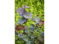 Lieska obyčajná (corylus avellana) Rotezellernuss