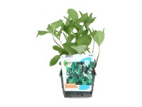Vachta trojlistá (Menyanthes trifoliata), pr. cca 18 cm