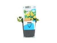 OBI Čerkáč peniažtekový žltý priemer kvetináča cca 9 cm