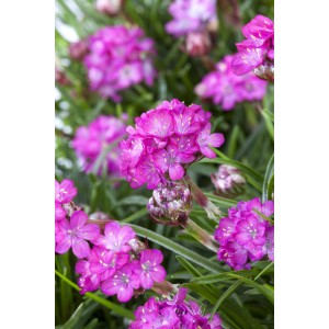Detailný záber ružovo kvitnúcej pažítky prímorskej (Armeria maritima) v kvetináči, ideálna do skaliek.