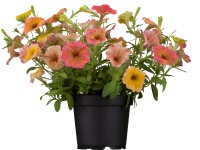 Landgard Surfínia (Surfinia) rôzne druhy pr. cca 11 cm