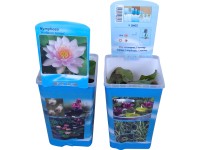 OBI Lekno ružové priemer kvetináča cca 10 cm Nymphea